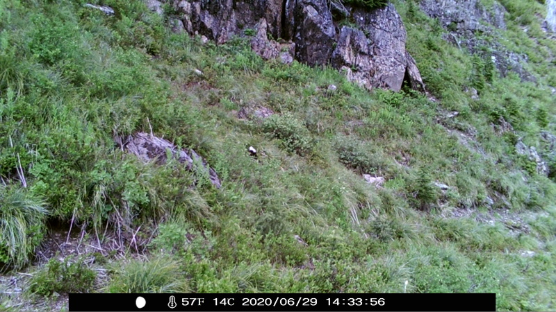 item thumbnail for Wind Trigger