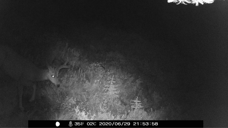 item thumbnail for Nightcall 