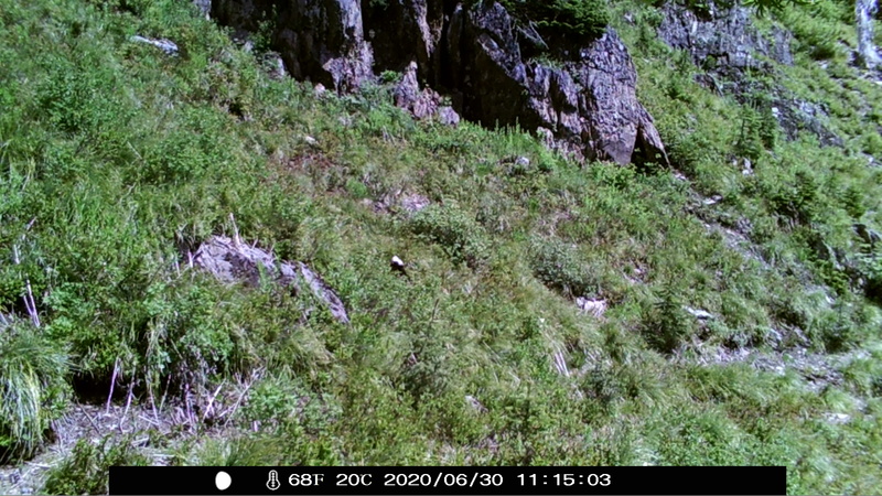 item thumbnail for Wind Trigger