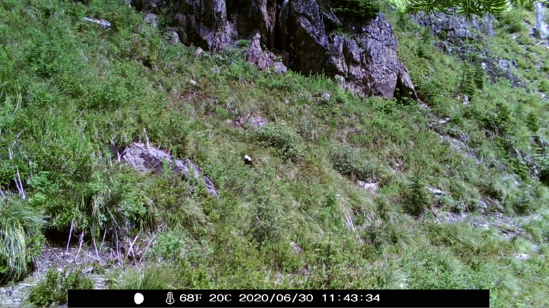 item thumbnail for Wind Trigger