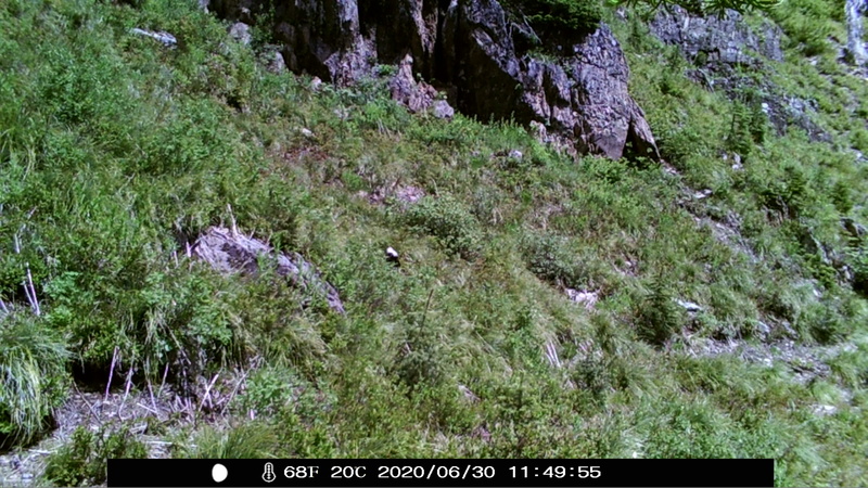 item thumbnail for Wind Trigger