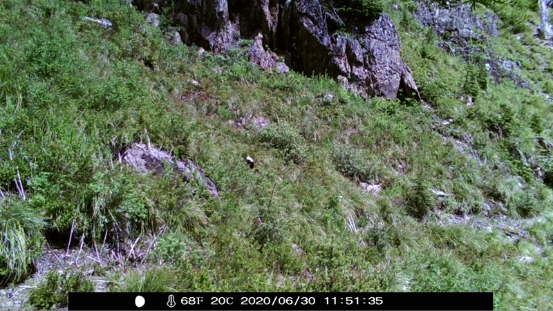 item thumbnail for Wind Trigger