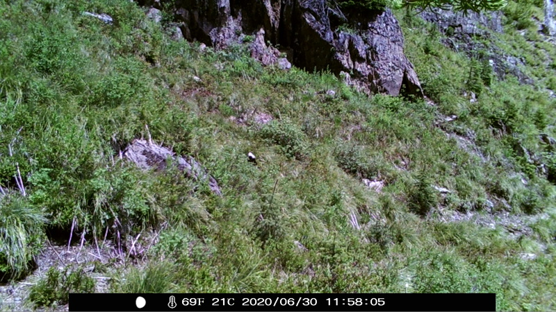 item thumbnail for Wind Trigger