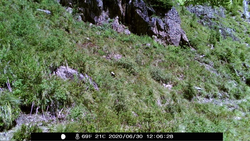 item thumbnail for Wind Trigger