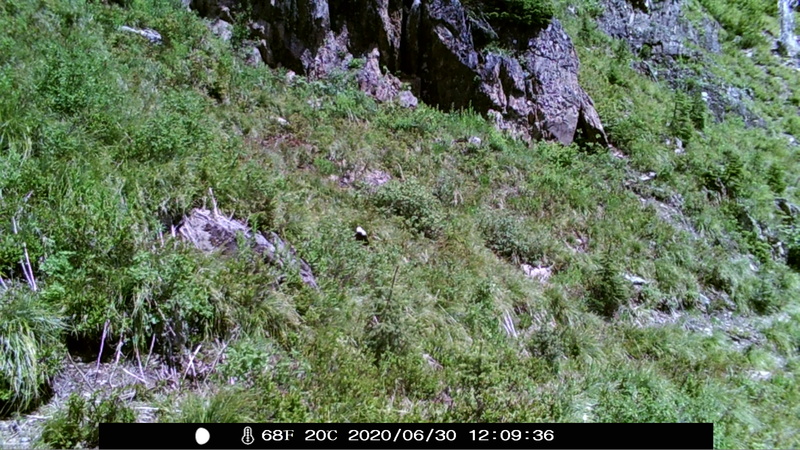 item thumbnail for Wind Trigger