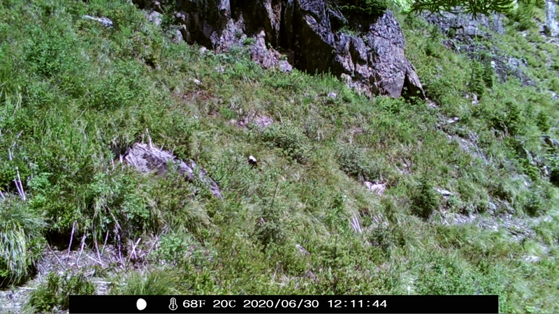 item thumbnail for Wind Trigger