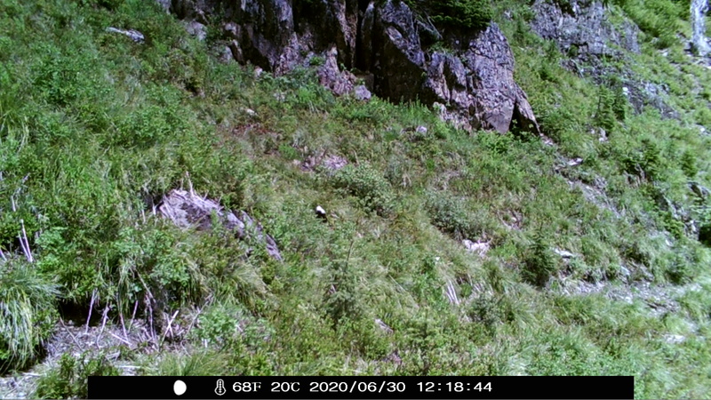 item thumbnail for Wind Trigger