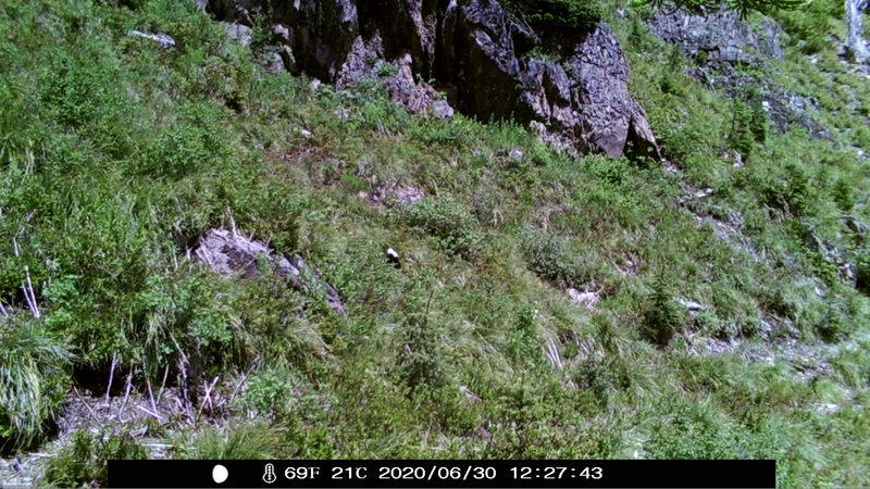 item thumbnail for Wind Trigger