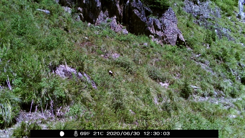 item thumbnail for Wind Trigger