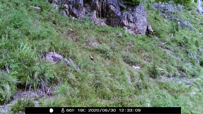 item thumbnail for Wind Trigger