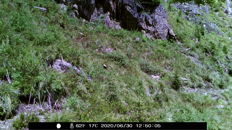 item thumbnail for Wind Trigger