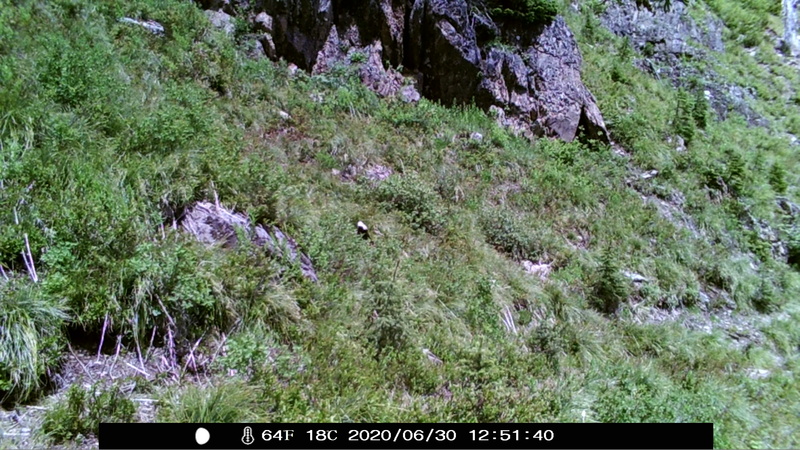 item thumbnail for Wind Trigger