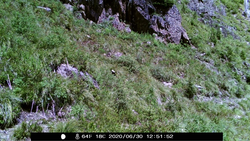 item thumbnail for Wind Trigger