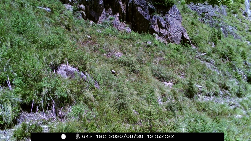 item thumbnail for Wind Trigger