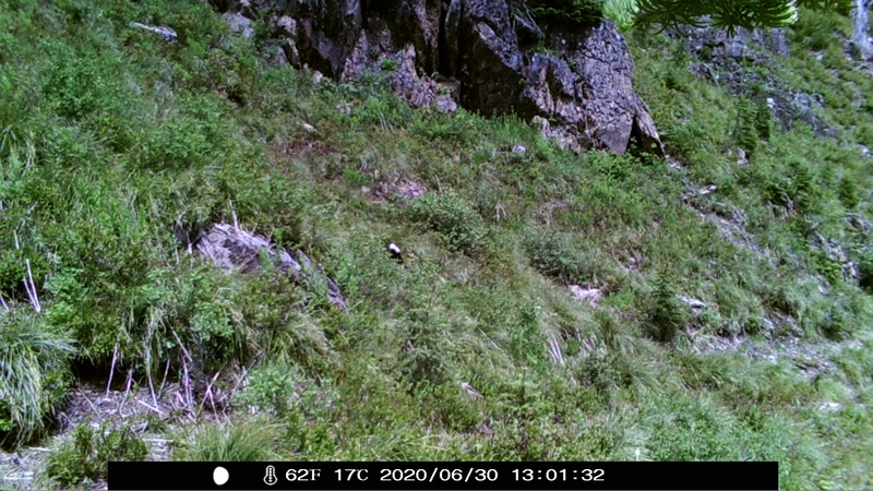 item thumbnail for Wind Trigger