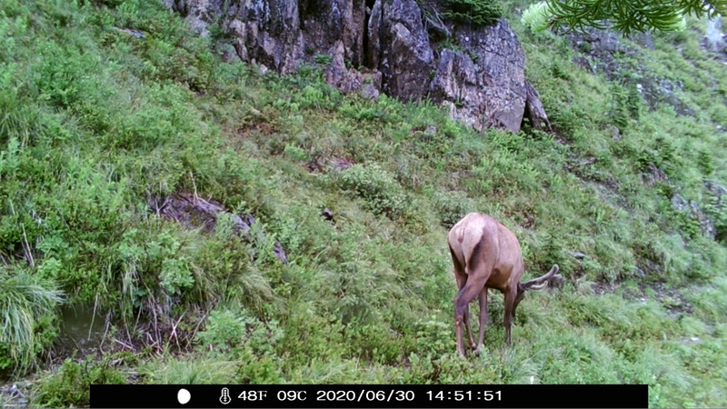 item thumbnail for Bull on the Loop