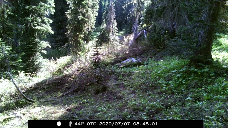 item thumbnail for Barren Ground