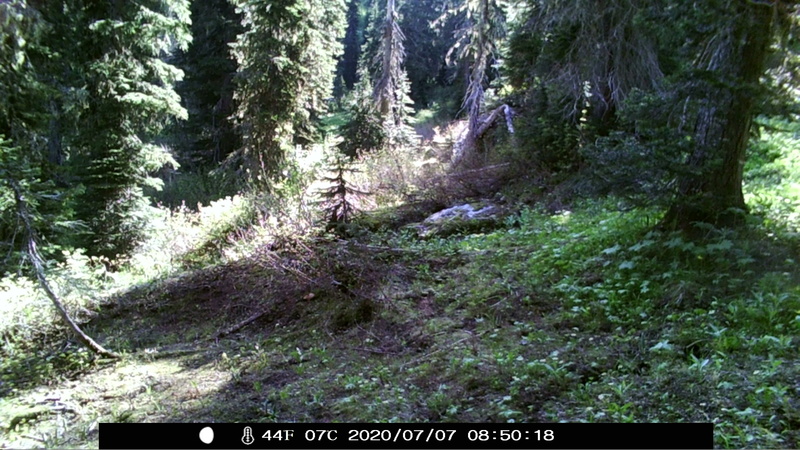 item thumbnail for Unknown Trigger