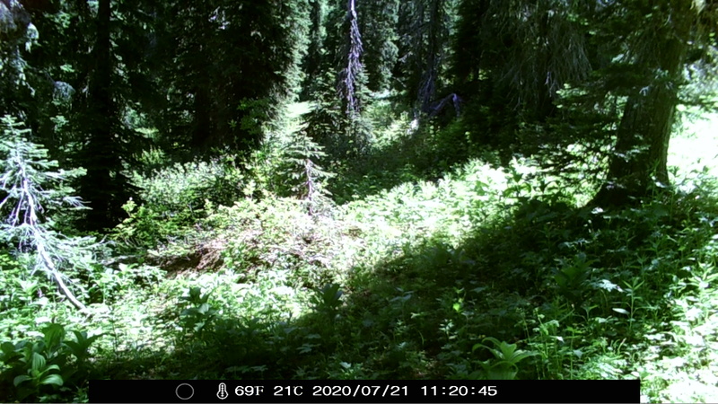 item thumbnail for Strong Light