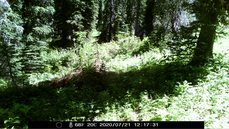 item thumbnail for Noon Shadow