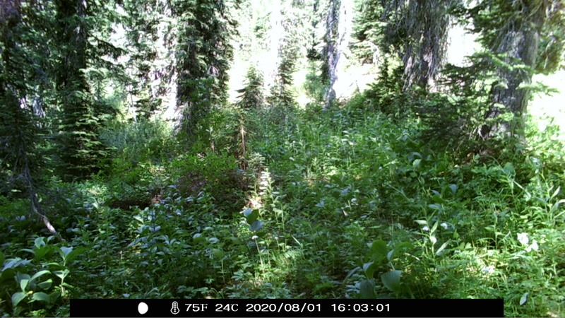 item thumbnail for Twisted Stalk