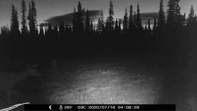 item thumbnail for Doe Before Dawn