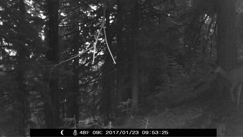 item thumbnail for Doe At Night