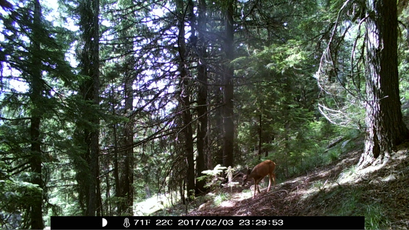 item thumbnail for Doe Approach