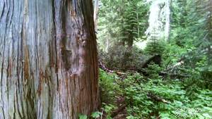 Black Bear Climbing Logs