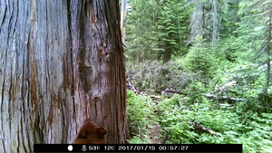 Cinnamon Bear Investigates Tree 2