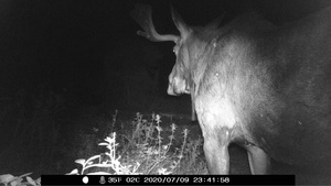 Bull Moose at Night