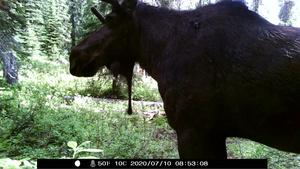 Bull Moose Shoulder Profile