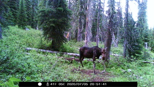 Cow Moose Looking at Cam