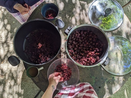 Pitting cherries at Mas Lombard