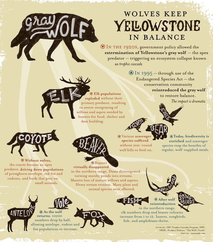 Infographic: Wolves Keep Yellowstone in the Balance