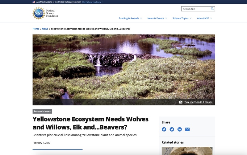 Yellowstone Ecosystem Needs Wolves and Willows, Elk and...Beavers?