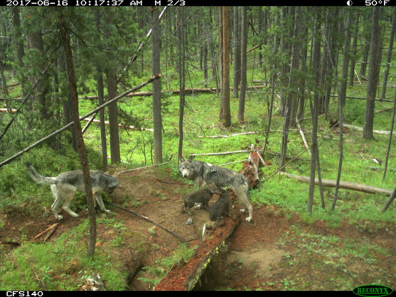 item thumbnail for Wolf Pups Feeding